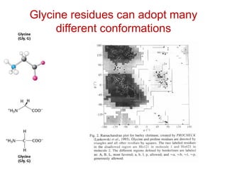 Glycine residues can adopt many
different conformations
 