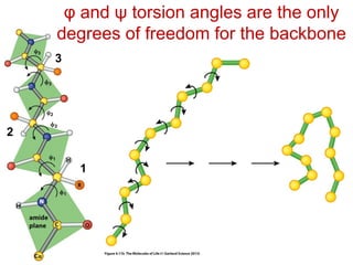 φ and ψ torsion angles are the only
degrees of freedom for the backbone
1
2
3
 
