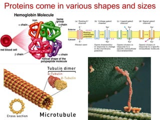 Proteins come in various shapes and sizes
 