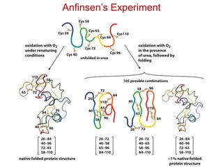 Anfinsen’s Experiment
 