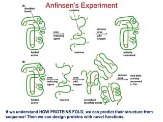 Anfinsen’s Experiment
If we understand HOW PROTEINS FOLD, we can predict their structure from
sequence! Then we can design proteins with novel functions.
 