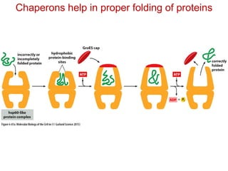 Chaperons help in proper folding of proteins
 