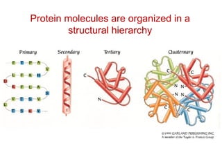 Protein molecules are organized in a
structural hierarchy
 