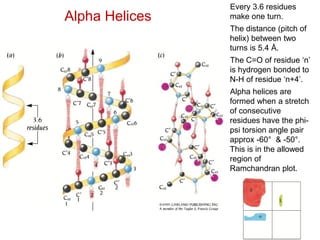 Alpha Helices
Every 3.6 residues
make one turn.
The distance (pitch of
helix) between two
turns is 5.4 Å.
The C=O of residue ‘n’
is hydrogen bonded to
N-H of residue ‘n+4’.
Alpha helices are
formed when a stretch
of consecutive
residues have the phi-
psi torsion angle pair
approx -60° & -50°.
This is in the allowed
region of
Ramchandran plot.
 