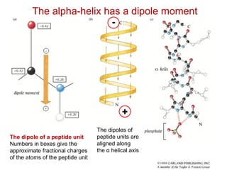 The alpha-helix has a dipole moment
The dipole of a peptide unit
Numbers in boxes give the
approximate fractional charges
of the atoms of the peptide unit
The dipoles of
peptide units are
aligned along
the α helical axis
+
-
 