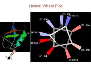 Helical Wheel Plot
N
C
 