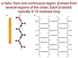 α-helix: from one continuous region; β-sheet from
several regions of the chain; Each β-strand,
typically 5-10 residues long
 