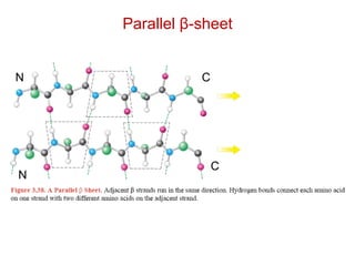 Parallel β-sheet
N
N
C
C
 