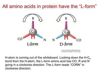 All amino acids in protein have the “L-form”
H-atom is coming out of the whiteboard. Looking down the H-Cα
bond from the H-atom, the L-form amino acid has CO, R and N
going in a clockwise direction. The L-form reads “CORN” in
clockwise direction.
 