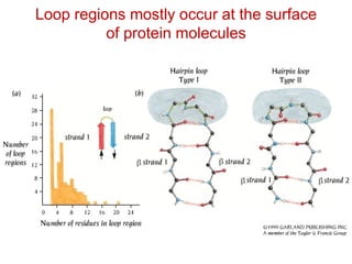 Loop regions mostly occur at the surface
of protein molecules
 
