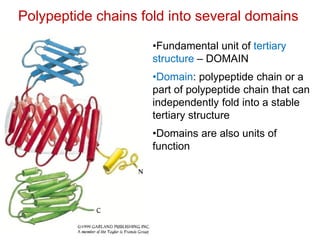 Polypeptide chains fold into several domains
•Fundamental unit of tertiary
structure – DOMAIN
•Domain: polypeptide chain or a
part of polypeptide chain that can
independently fold into a stable
tertiary structure
•Domains are also units of
function
 