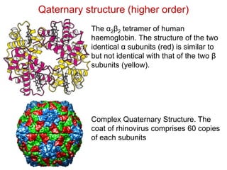 Qaternary structure (higher order)
Complex Quaternary Structure. The
coat of rhinovirus comprises 60 copies
of each subunits
The α2β2 tetramer of human
haemoglobin. The structure of the two
identical α subunits (red) is similar to
but not identical with that of the two β
subunits (yellow).
 