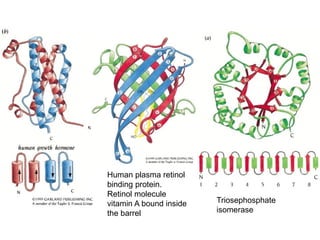 Human plasma retinol
binding protein.
Retinol molecule
vitamin A bound inside
the barrel
Triosephosphate
isomerase
 