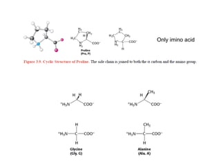 Only imino acid
 