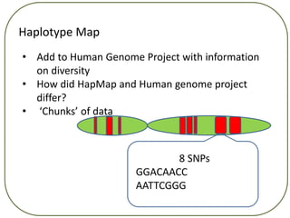 Example Human Haplotype Lecture 3 l dand_haplotypes_full | PPTX