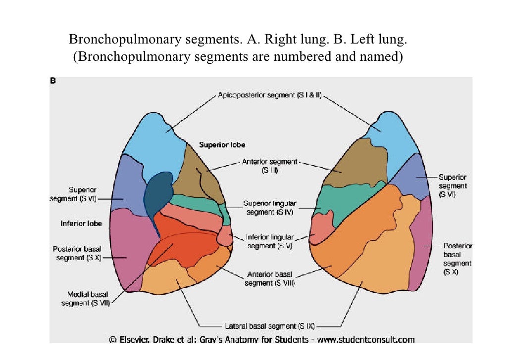 drainage lung system lungs Lecture 3 pleura & drainage lung system lungs Lecture 3 pleura &