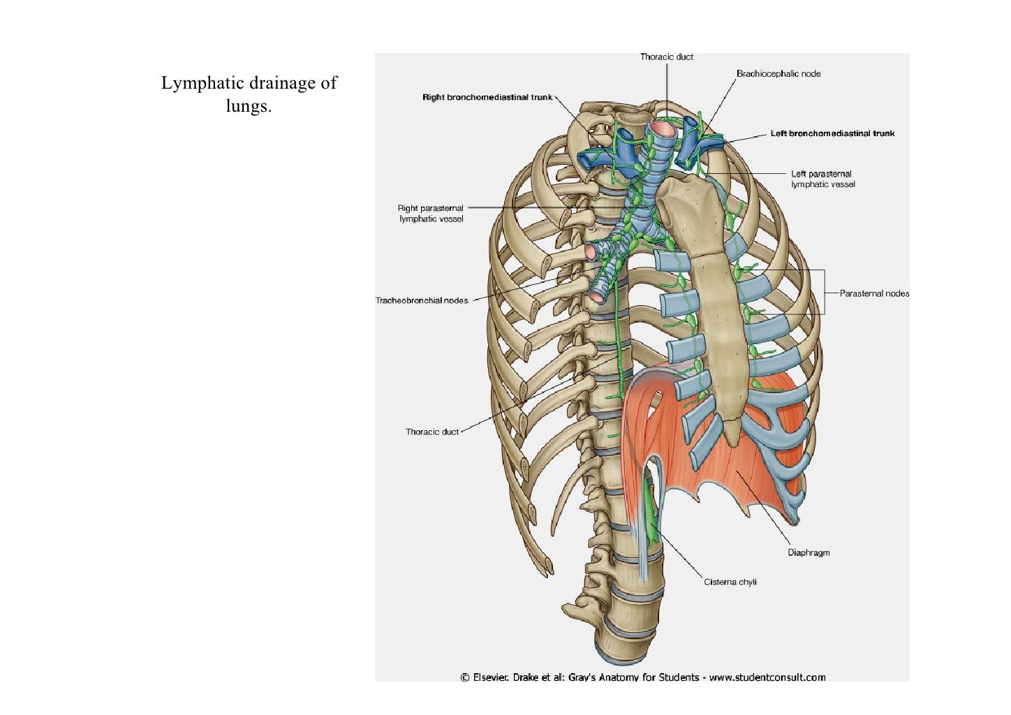 Lecture 3 lungs & pleura