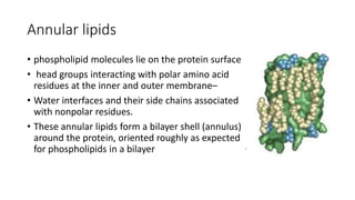 lecture 3 membrane proteins.pptx