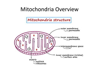 MITOCHONDRIA Is The powerhouse of the cell.pptx