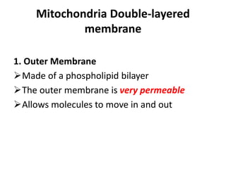 MITOCHONDRIA Is The powerhouse of the cell.pptx