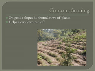  On gentle slopes horizontal rows of plants
 Helps slow down run off
 