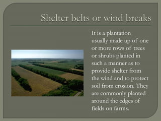It is a plantation
usually made up of one
or more rows of trees
or shrubs planted in
such a manner as to
provide shelter from
the wind and to protect
soil from erosion. They
are commonly planted
around the edges of
fields on farms.
 