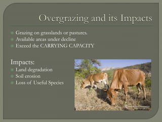  Grazing on grasslands or pastures.
 Available areas under decline
 Exceed the CARRYING CAPACITY
Impacts:
 Land degradation
 Soil erosion
 Loss of Useful Species
 