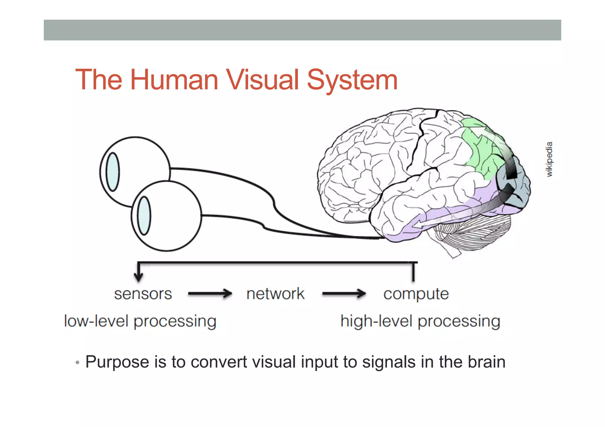 The Human Visual System
•  Purpose is to convert visual input to signals in the brain
 