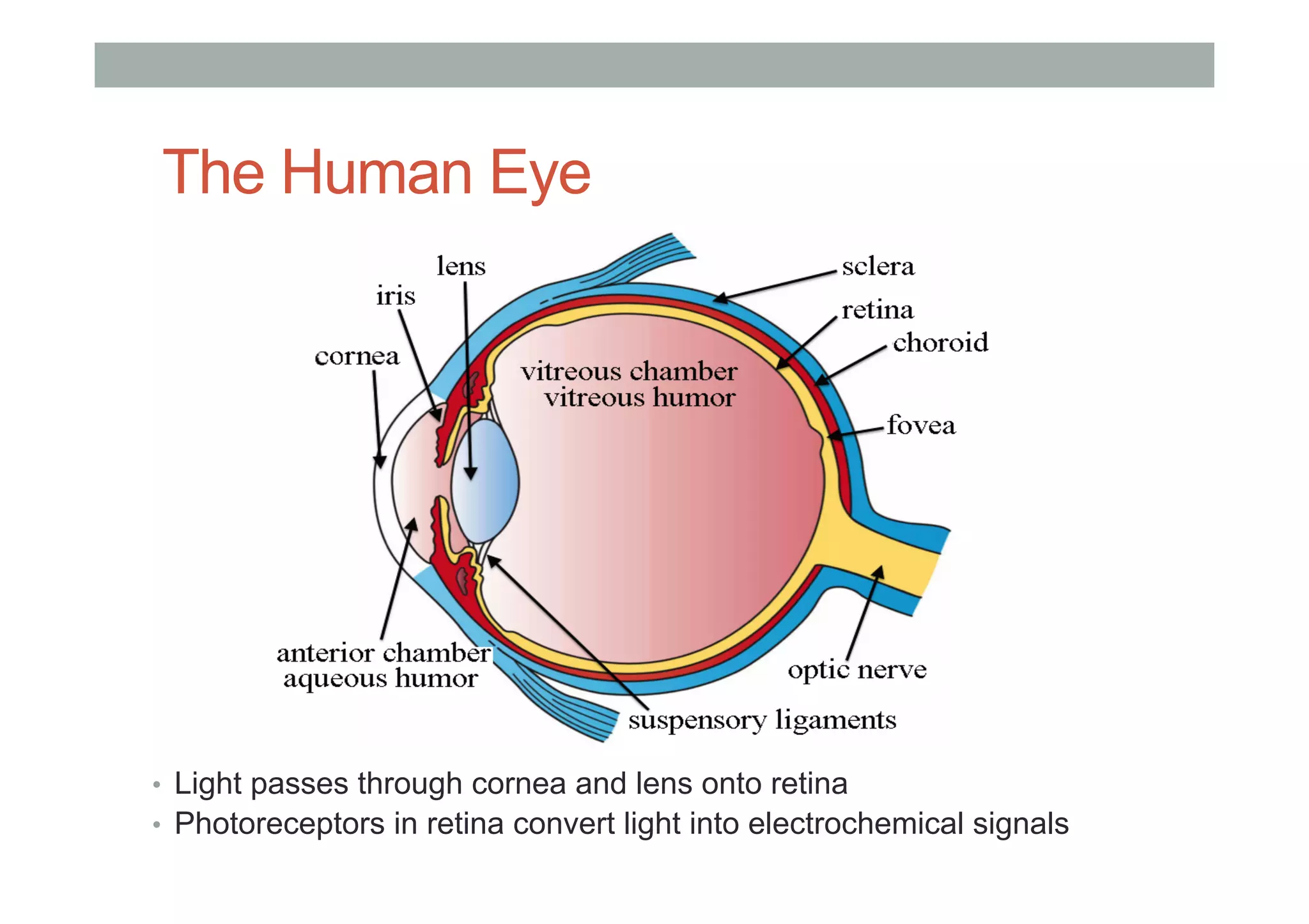 The Human Eye
•  Light passes through cornea and lens onto retina
•  Photoreceptors in retina convert light into electrochemical signals
 