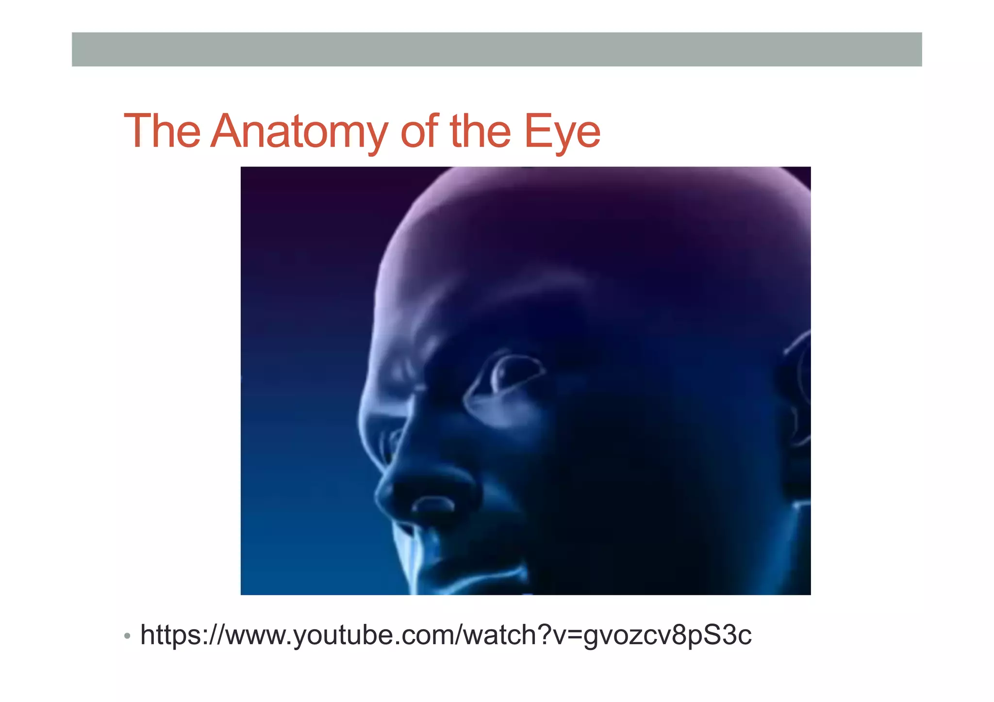 The Anatomy of the Eye
•  https://www.youtube.com/watch?v=gvozcv8pS3c
 