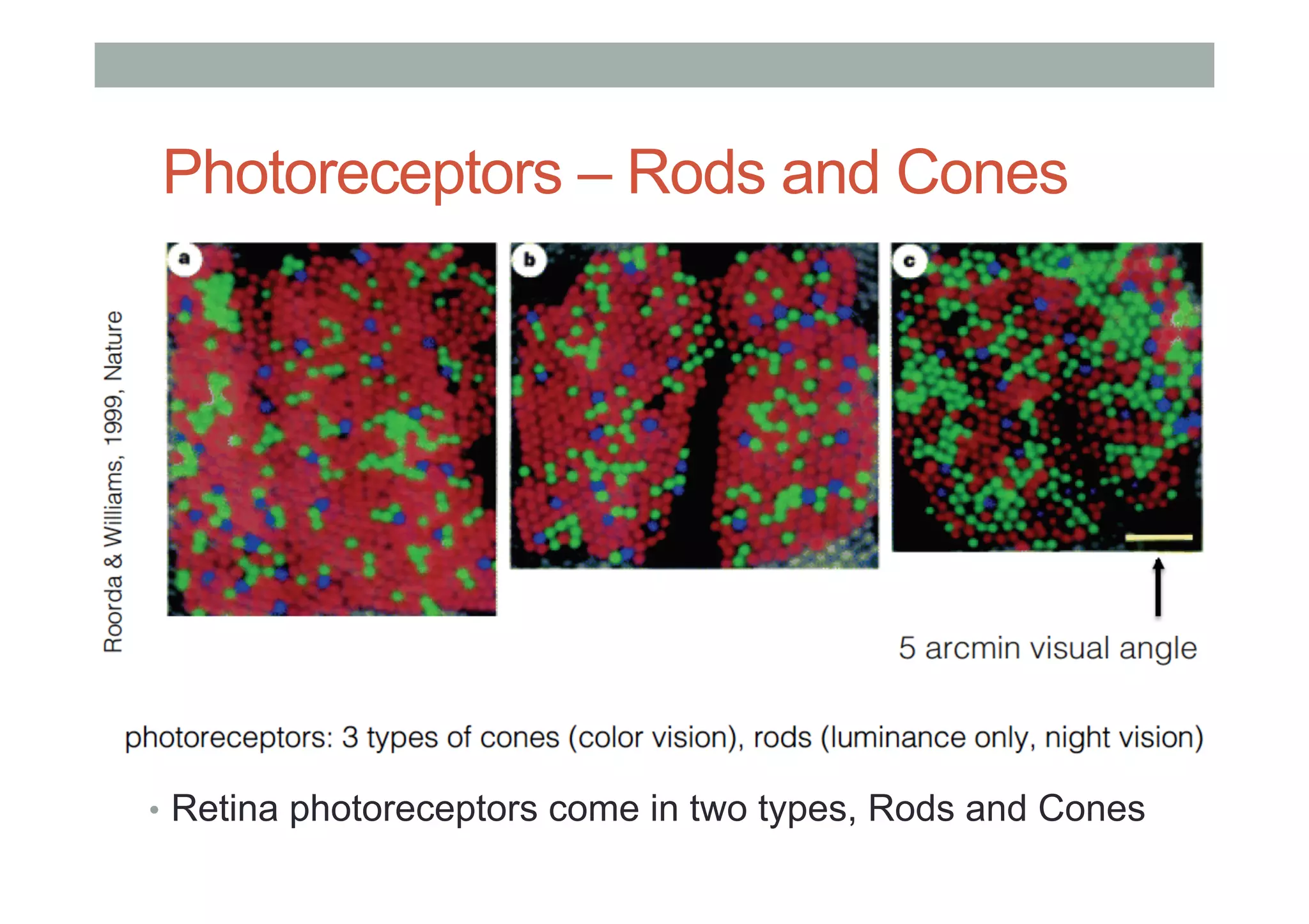 Photoreceptors – Rods and Cones
•  Retina photoreceptors come in two types, Rods and Cones
 