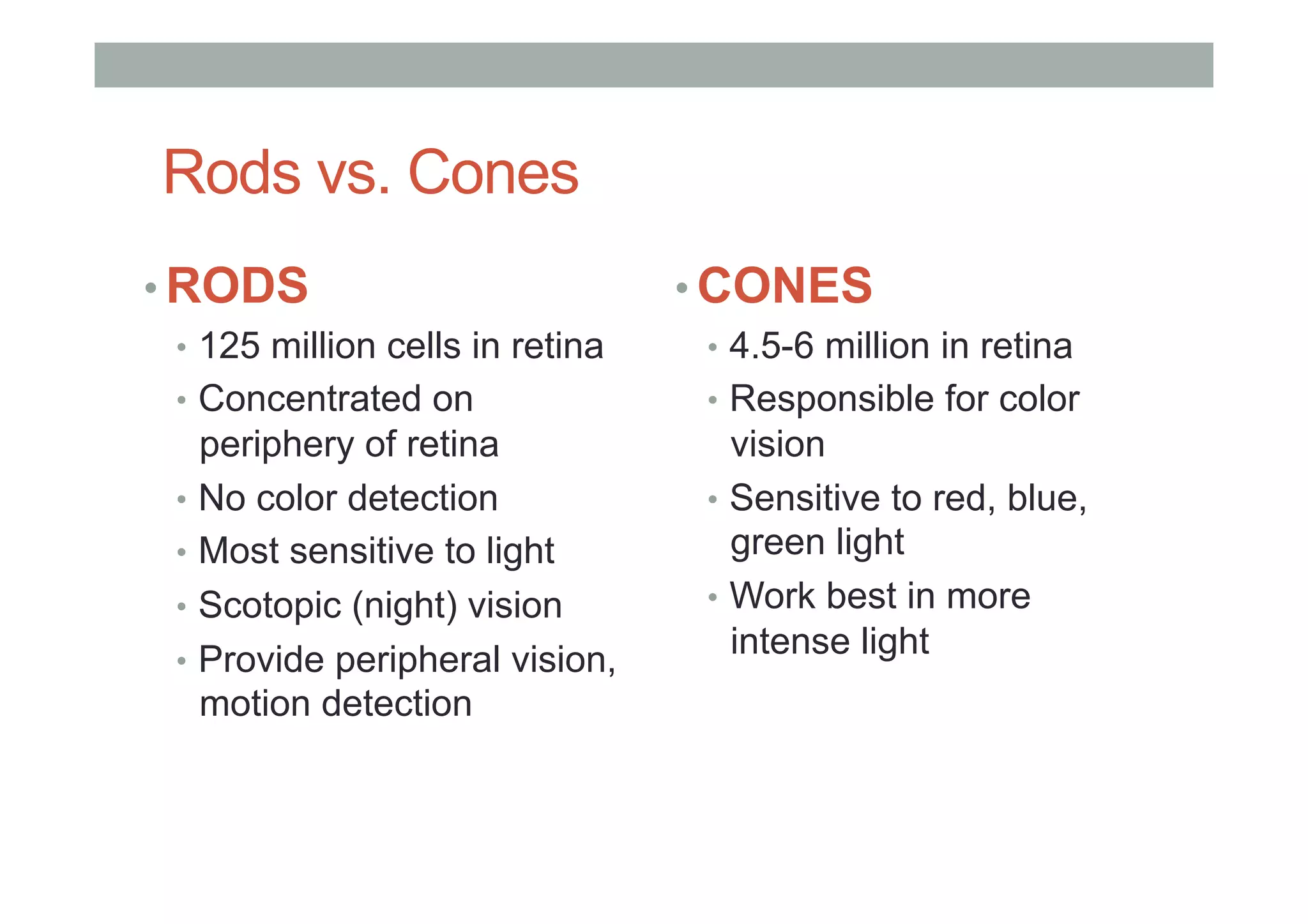 Rods vs. Cones
• RODS
•  125 million cells in retina
•  Concentrated on
periphery of retina
•  No color detection
•  Most sensitive to light
•  Scotopic (night) vision
•  Provide peripheral vision,
motion detection
• CONES
•  4.5-6 million in retina
•  Responsible for color
vision
•  Sensitive to red, blue,
green light
•  Work best in more
intense light
 