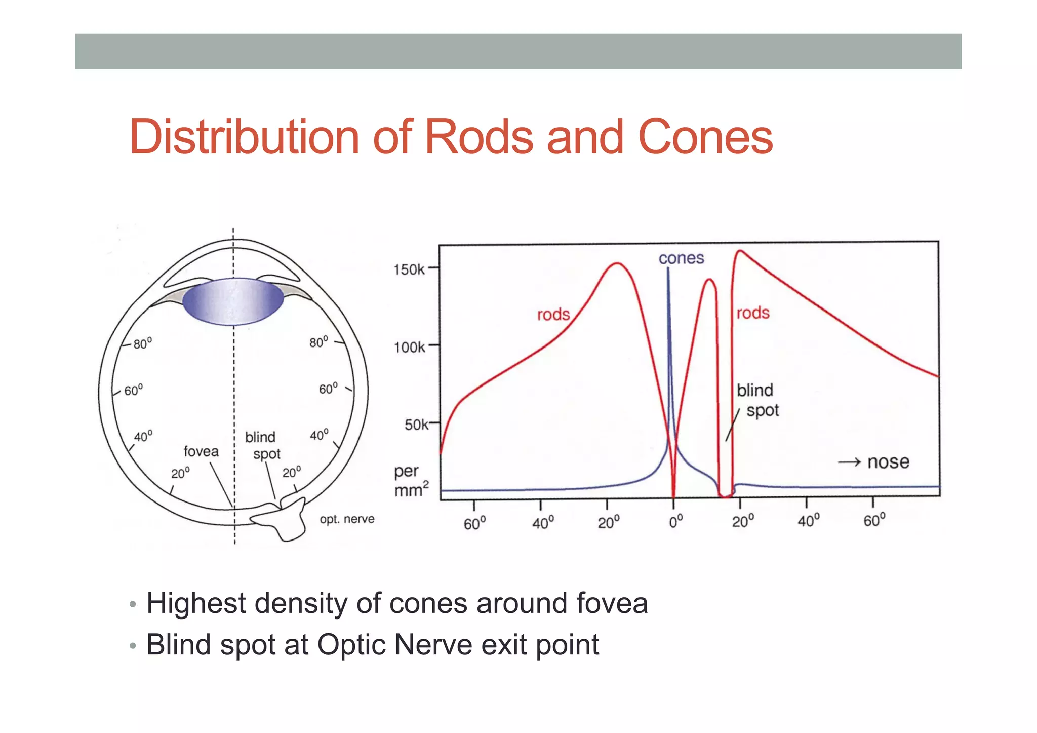 Distribution of Rods and Cones
•  Highest density of cones around fovea
•  Blind spot at Optic Nerve exit point
 