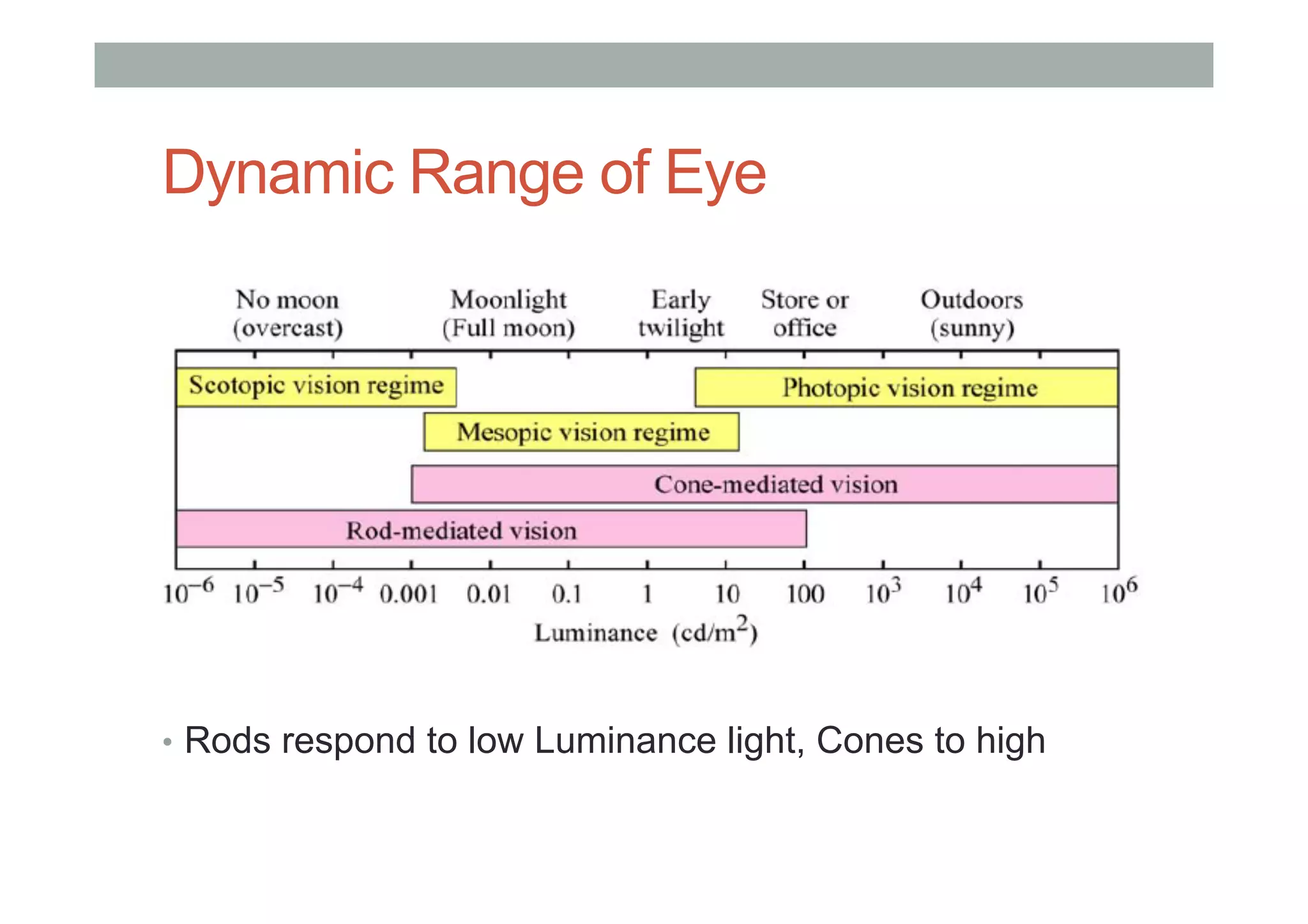 Dynamic Range of Eye
•  Rods respond to low Luminance light, Cones to high
 