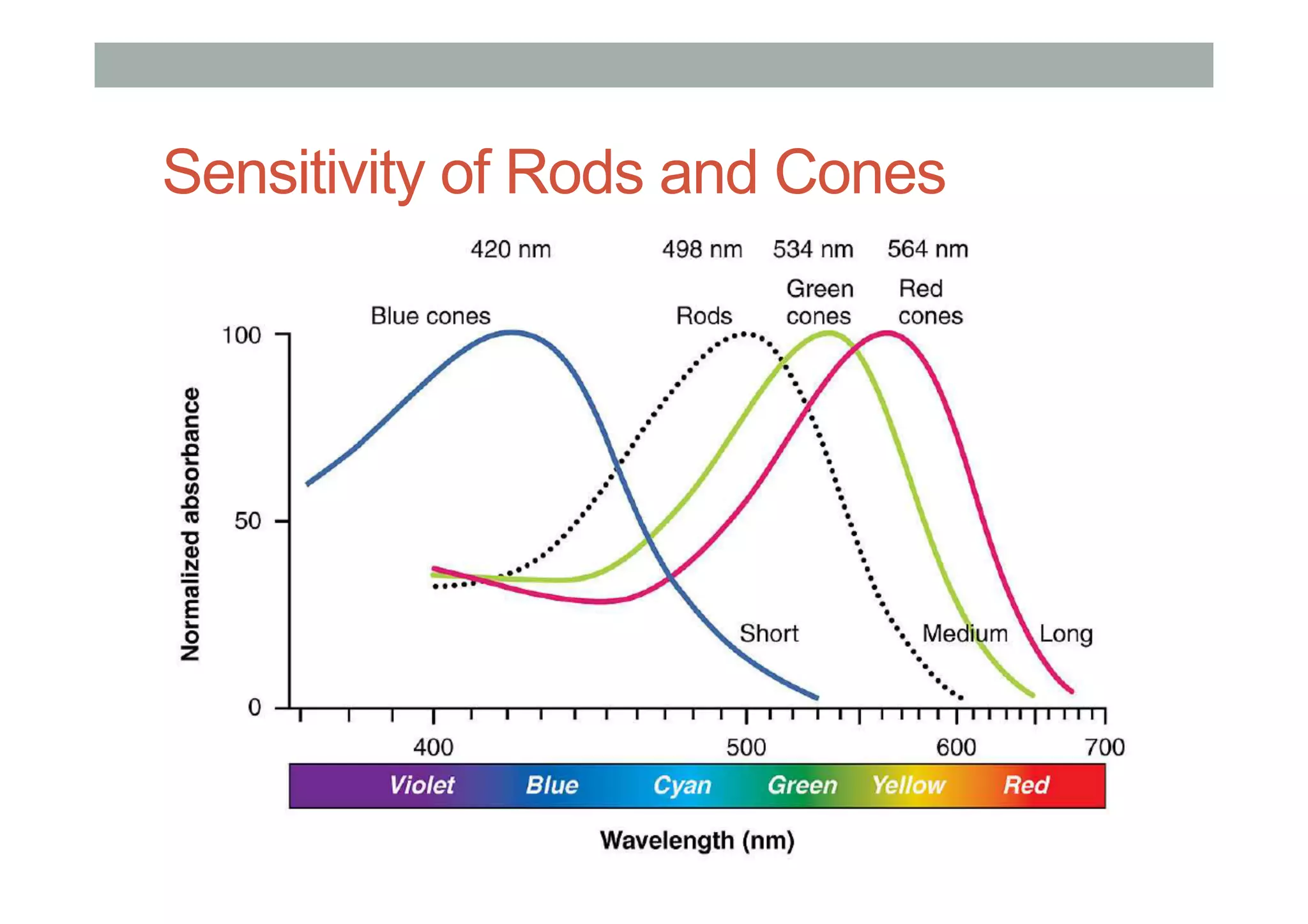 Sensitivity of Rods and Cones
 