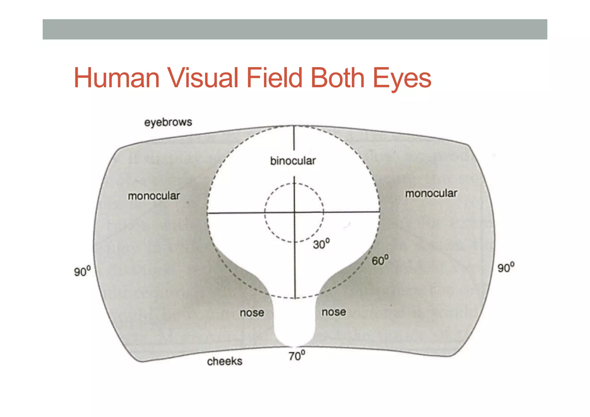 Human Visual Field Both Eyes
 