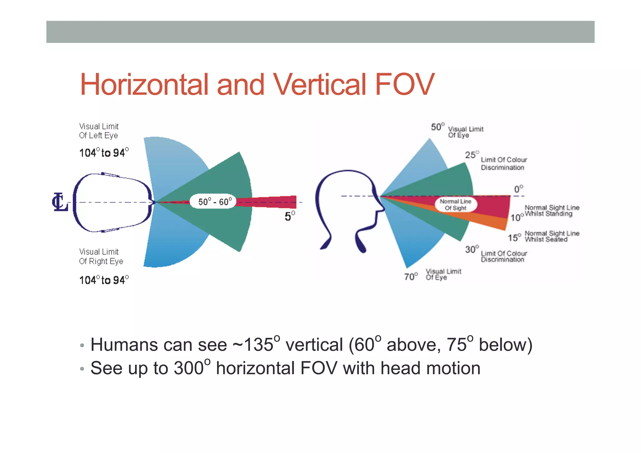 Horizontal and Vertical FOV
•  Humans can see ~135o
vertical (60o
above, 75o
below)
•  See up to 300
o
horizontal FOV with head motion
 