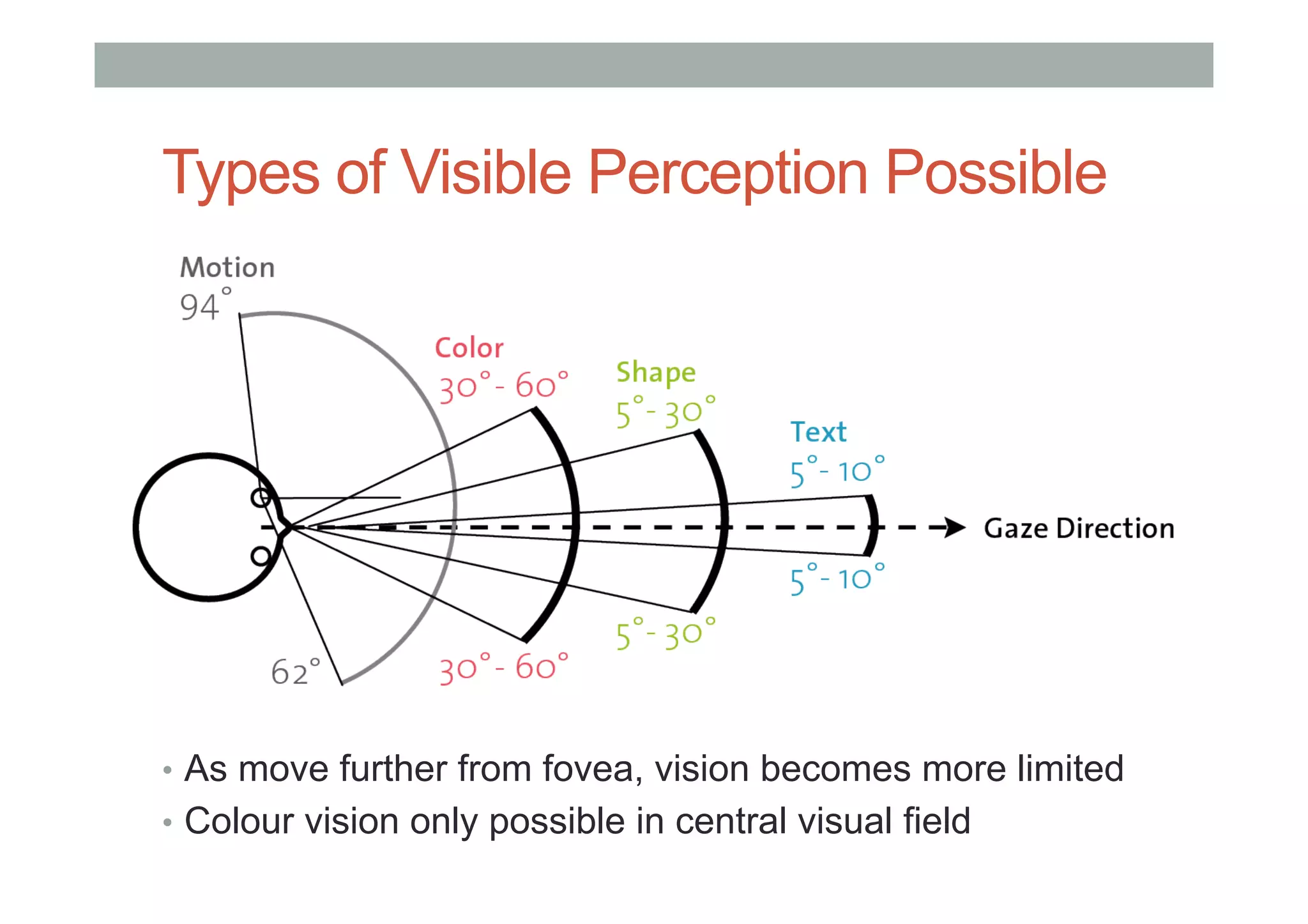 Types of Visible Perception Possible
•  As move further from fovea, vision becomes more limited
•  Colour vision only possible in central visual field
 