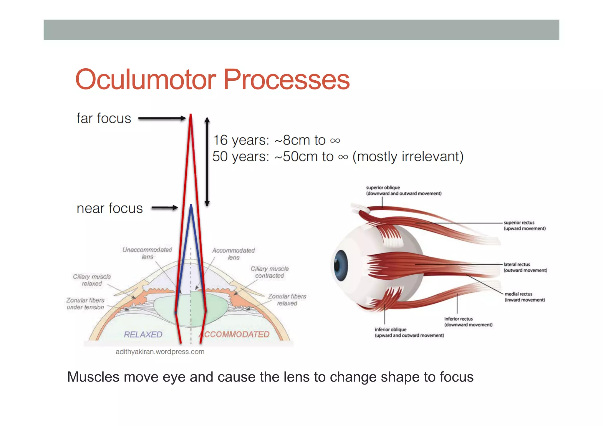 Oculumotor Processes
Muscles move eye and cause the lens to change shape to focus
 