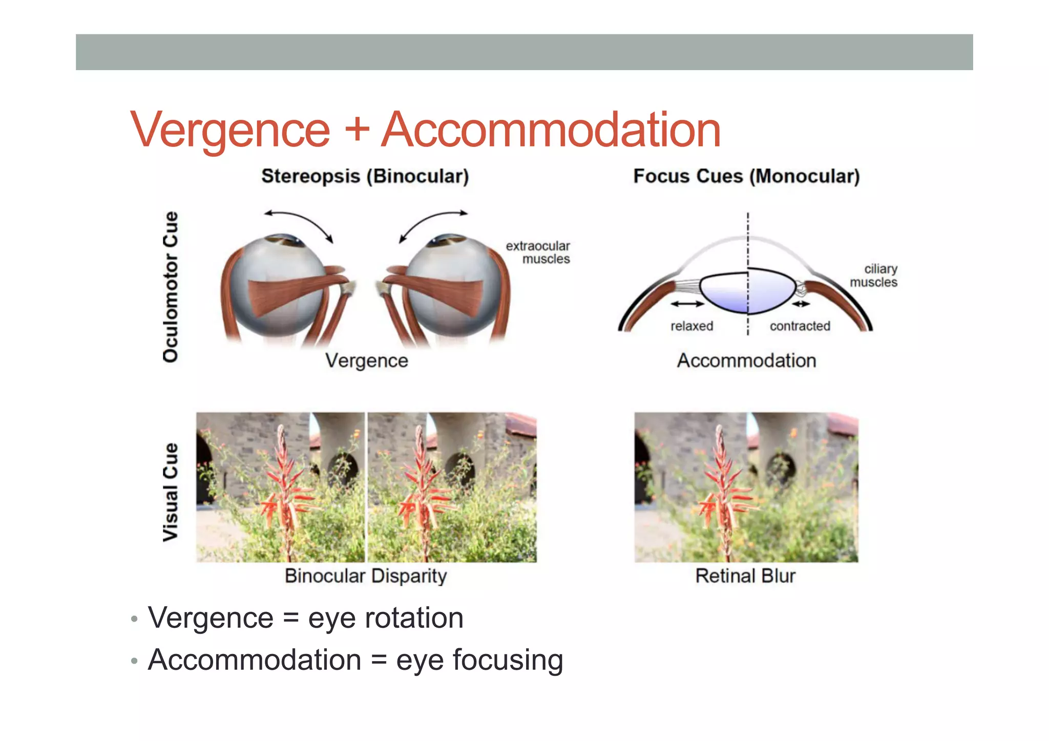 Vergence + Accommodation
•  Vergence = eye rotation
•  Accommodation = eye focusing
 