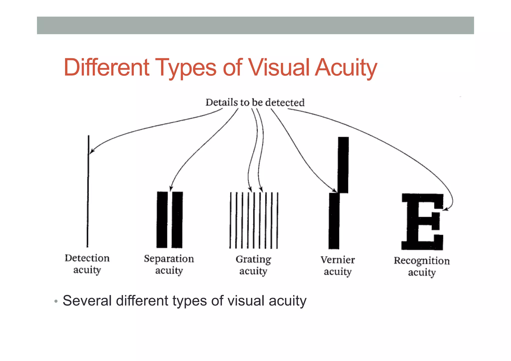 Different Types of Visual Acuity
•  Several different types of visual acuity
 