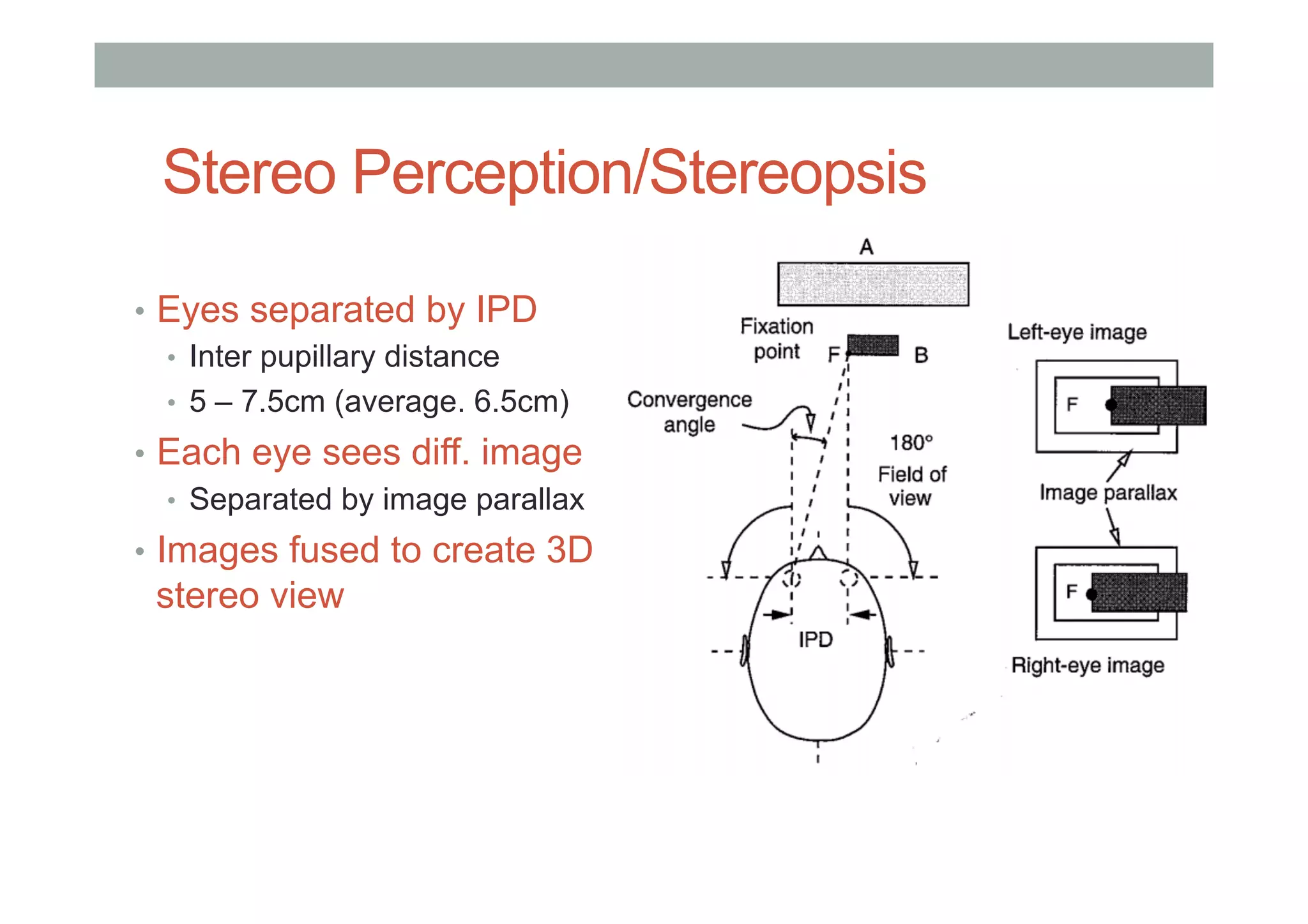 Stereo Perception/Stereopsis
•  Eyes separated by IPD
•  Inter pupillary distance
•  5 – 7.5cm (average. 6.5cm)
•  Each eye sees diff. image
•  Separated by image parallax
•  Images fused to create 3D
stereo view
 