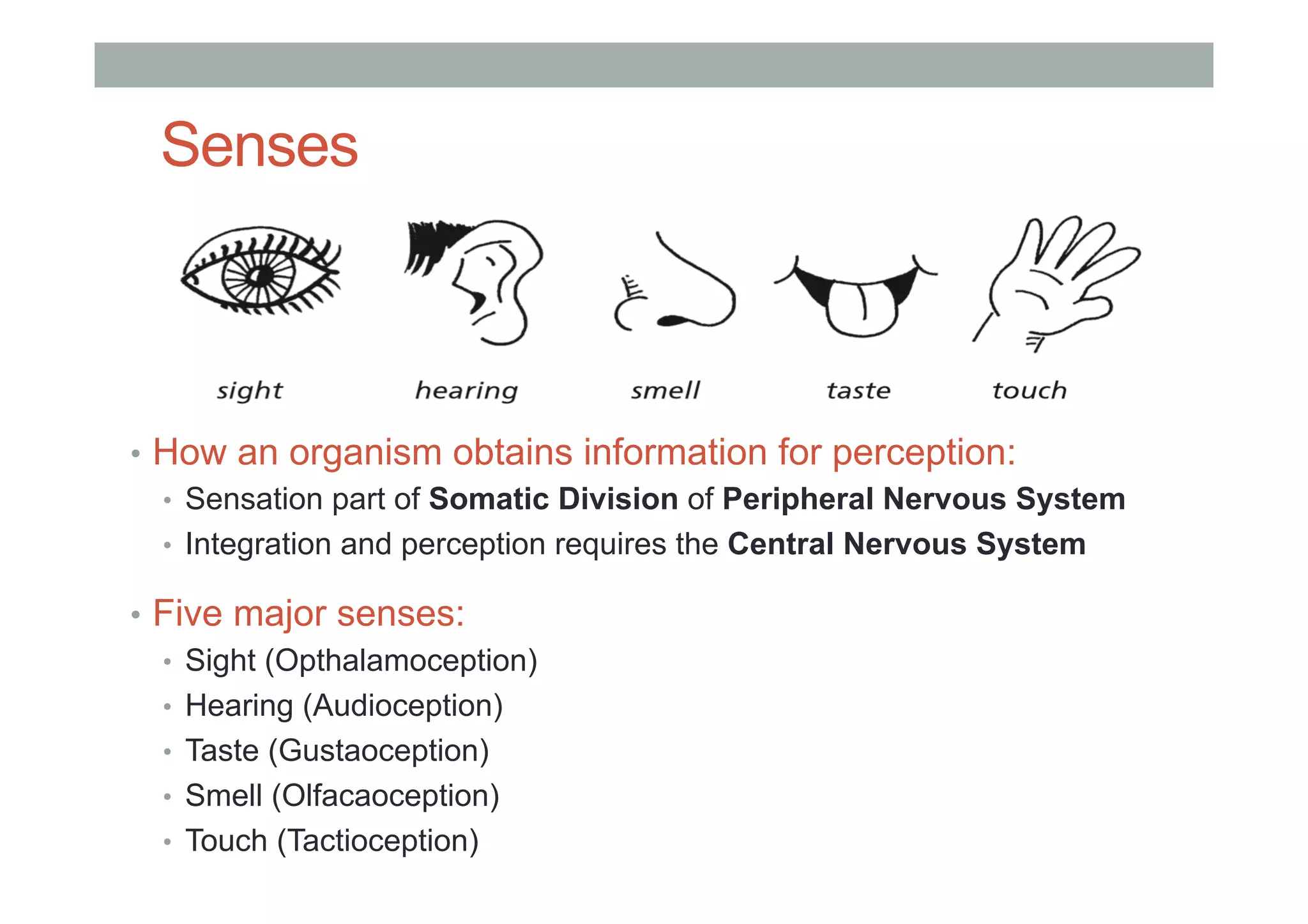 Senses
•  How an organism obtains information for perception:
•  Sensation part of Somatic Division of Peripheral Nervous System
•  Integration and perception requires the Central Nervous System
•  Five major senses:
•  Sight (Opthalamoception)
•  Hearing (Audioception)
•  Taste (Gustaoception)
•  Smell (Olfacaoception)
•  Touch (Tactioception)
 