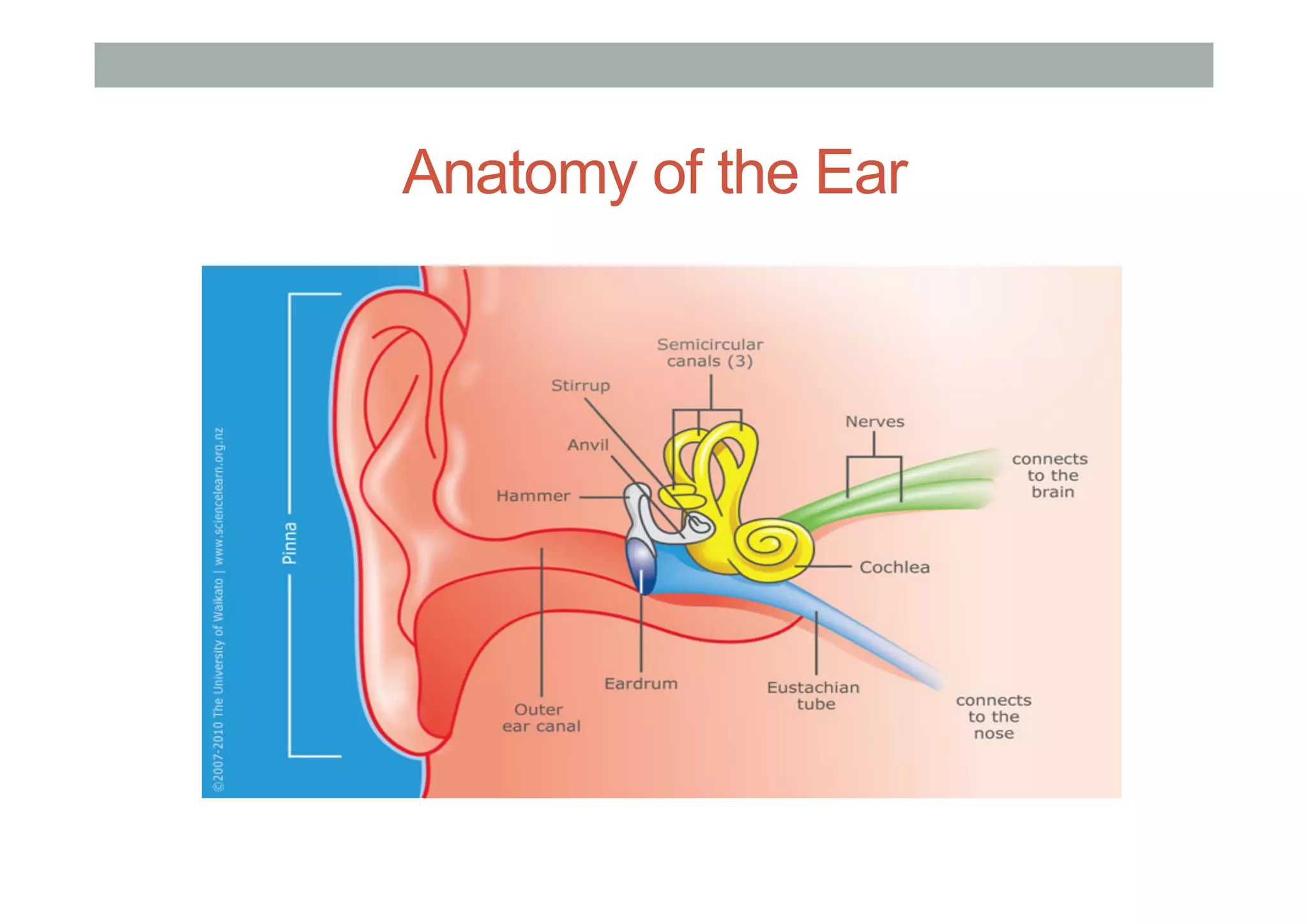 Anatomy of the Ear
 