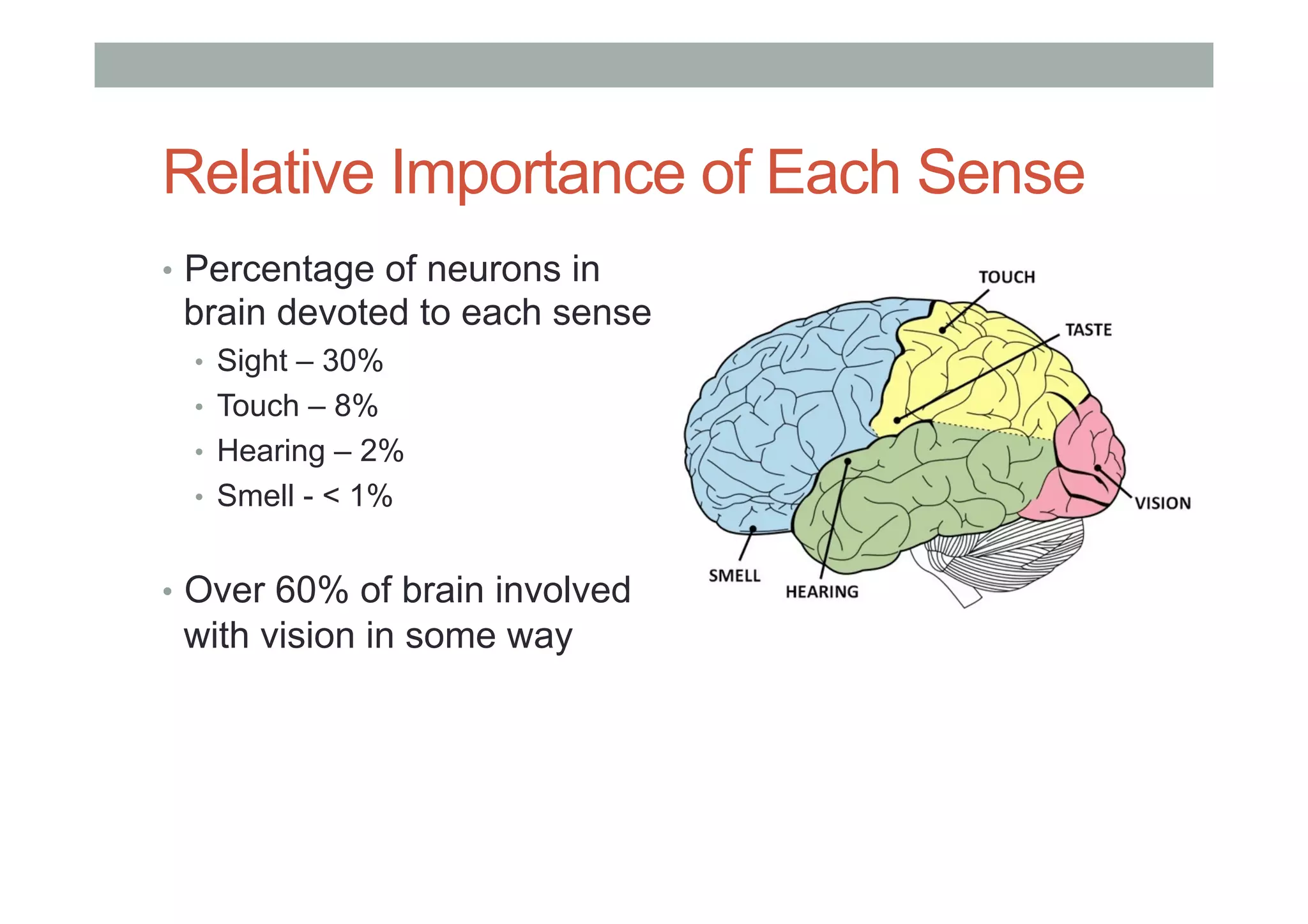 Relative Importance of Each Sense
•  Percentage of neurons in
brain devoted to each sense
•  Sight – 30%
•  Touch – 8%
•  Hearing – 2%
•  Smell - < 1%
•  Over 60% of brain involved
with vision in some way
 
