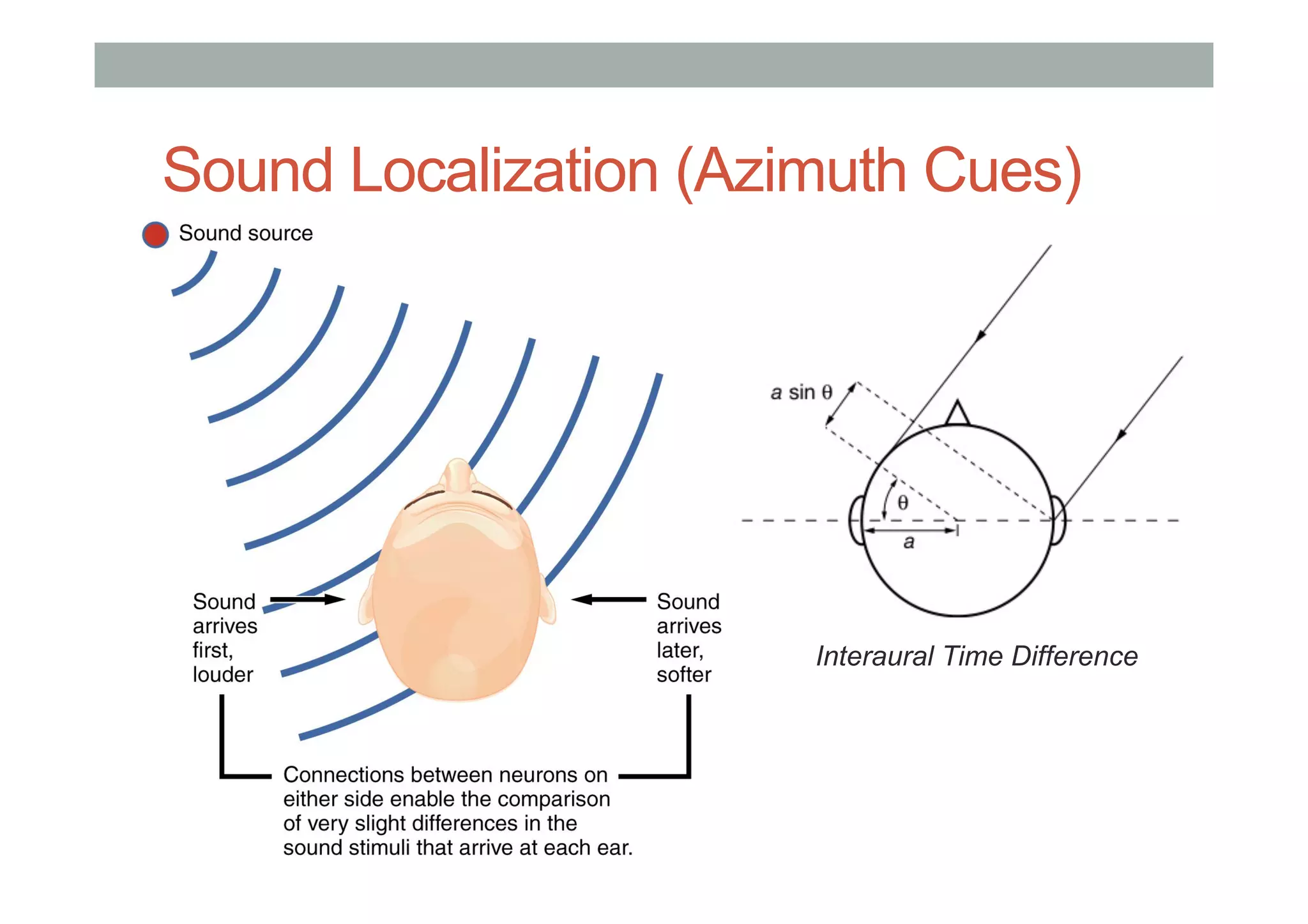 Sound Localization (Azimuth Cues)
Interaural Time Difference
 