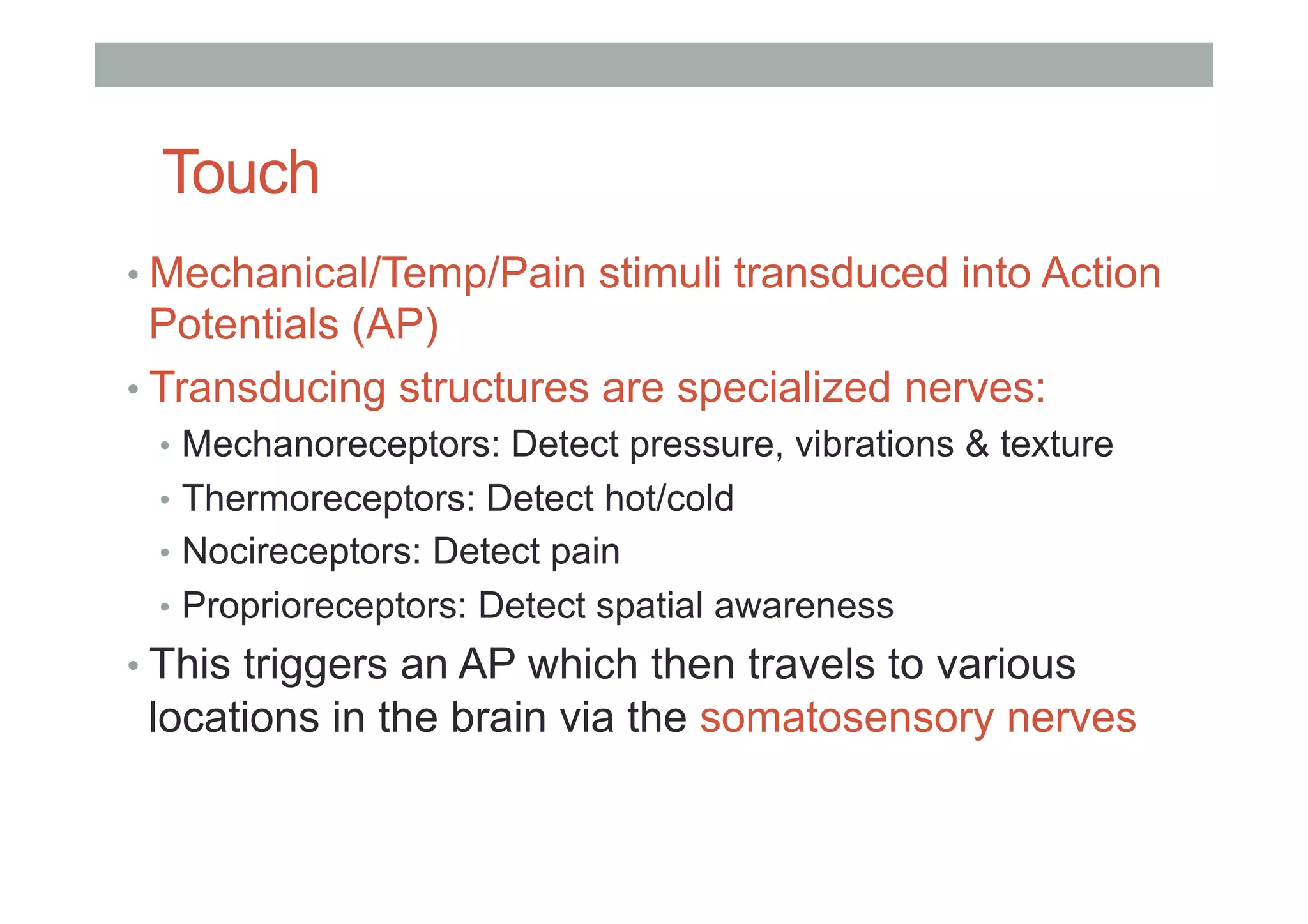 Touch
• Mechanical/Temp/Pain stimuli transduced into Action
Potentials (AP)
• Transducing structures are specialized nerves:
•  Mechanoreceptors: Detect pressure, vibrations & texture
•  Thermoreceptors: Detect hot/cold
•  Nocireceptors: Detect pain
•  Proprioreceptors: Detect spatial awareness
• This triggers an AP which then travels to various
locations in the brain via the somatosensory nerves
 