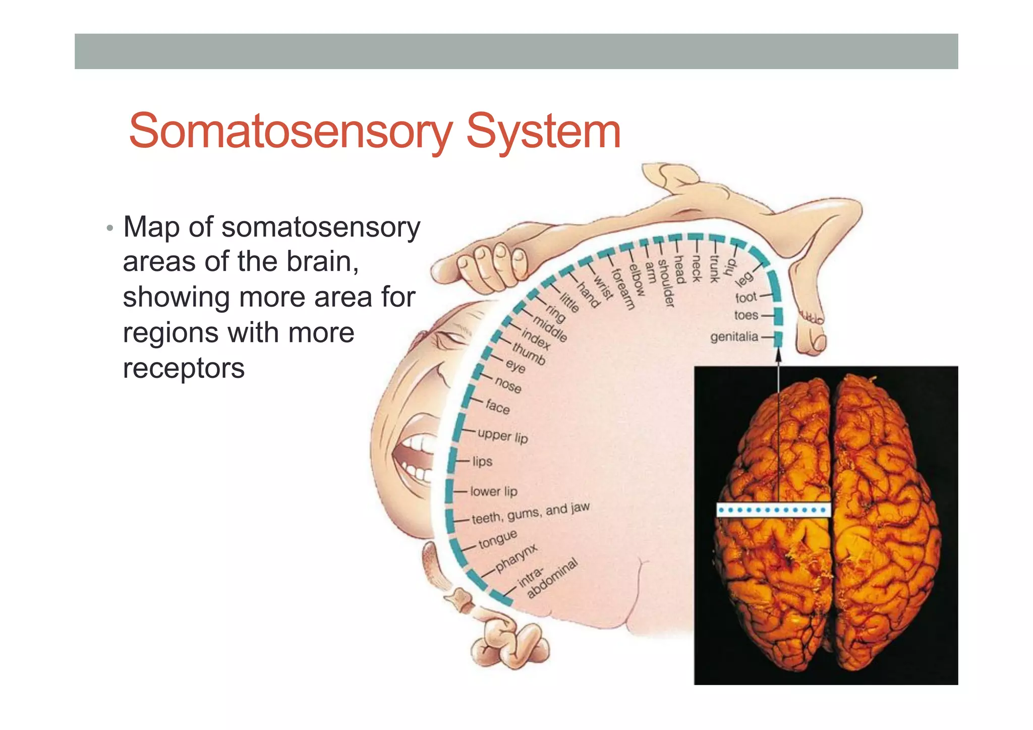 Somatosensory System
•  Map of somatosensory
areas of the brain,
showing more area for
regions with more
receptors
 