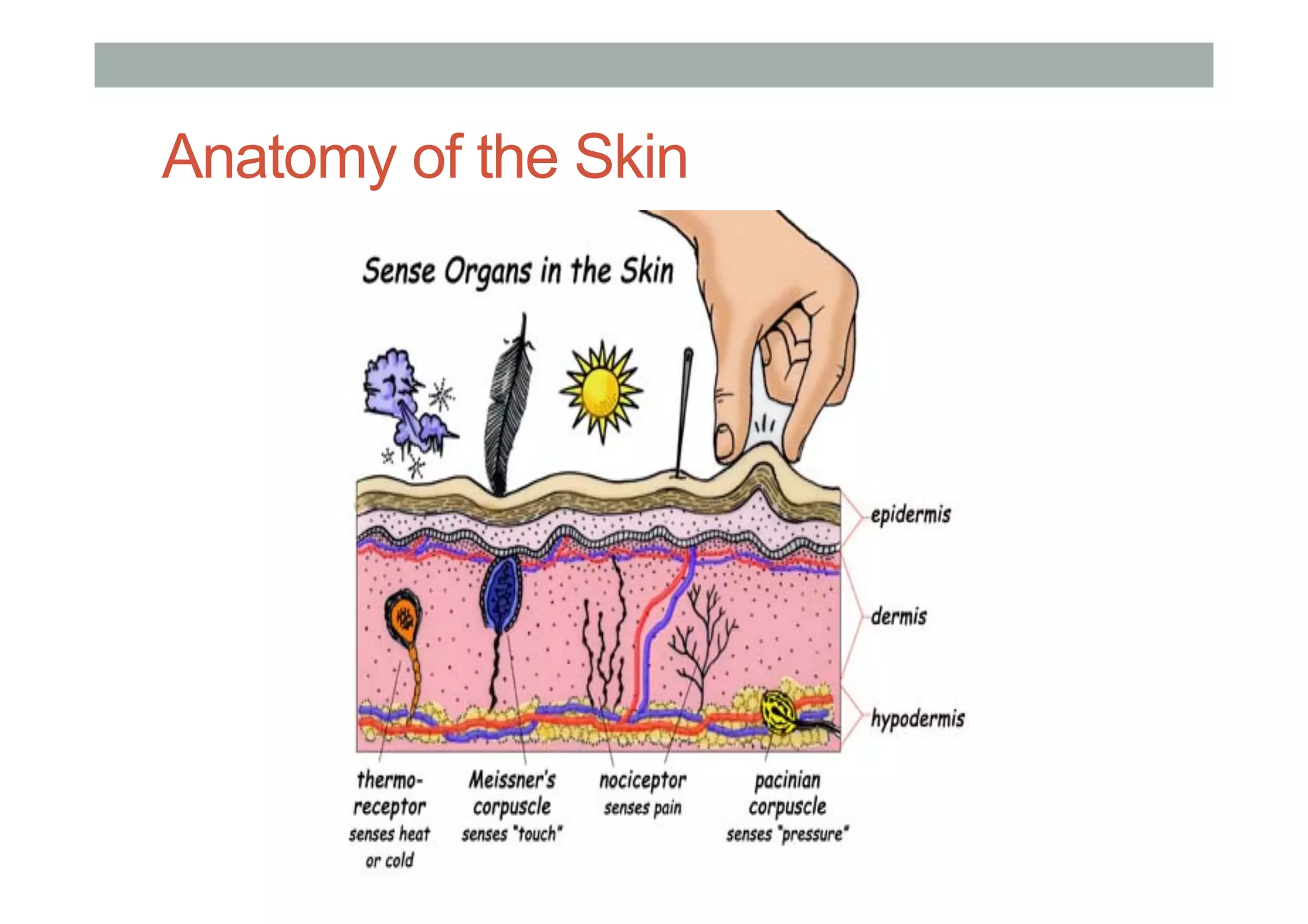 Anatomy of the Skin
 