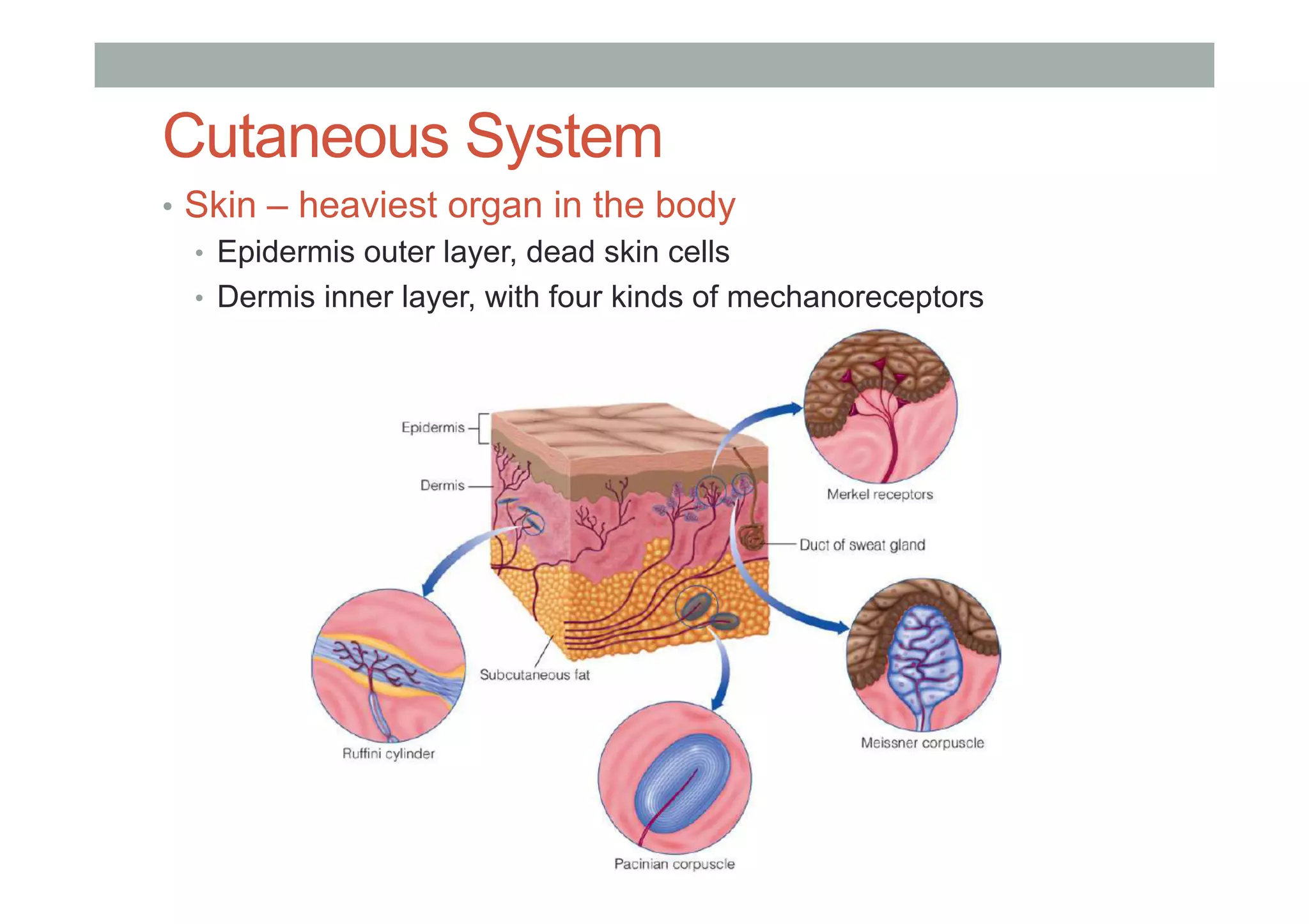 Cutaneous System
•  Skin – heaviest organ in the body
•  Epidermis outer layer, dead skin cells
•  Dermis inner layer, with four kinds of mechanoreceptors
 